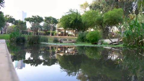 Forests, trees, thorns, in the Goddess Valley Israel grapes wine, Vidéo 196976796