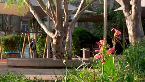 Forests, trees, thorns, in the Goddess Valley Israel grapes wine, Stockbeeldmateriaal 196978352