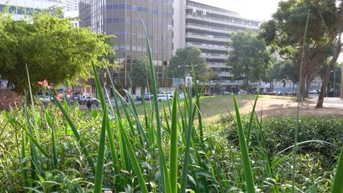 Forests, trees, thorns, in the Goddess Valley Israel grapes wine, Vidéo 196978437