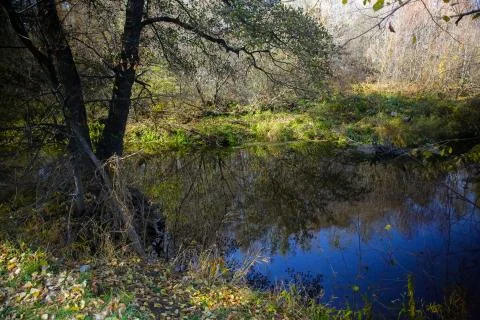 Forests Of The Urals Stock Photos