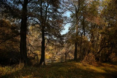 Forests Of The Urals Stock Photos