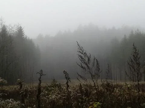 FORESTSCAPE by FOG Stock Photos