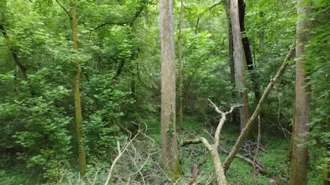 ForestShotwithBranch DroneShot Stock Footage 243830186