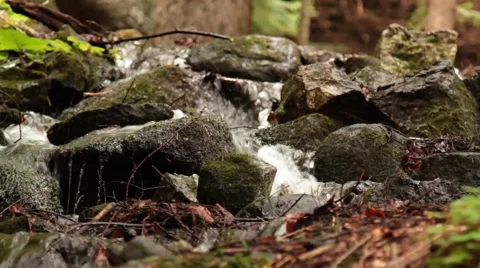 Foreststream_9151 Stock Footage 41657785