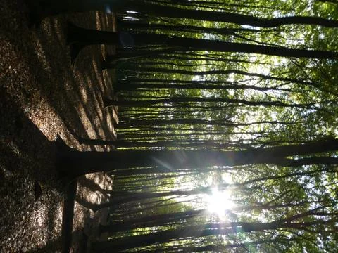Forest,trees, sun Stock Photos