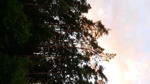 Forest/Trees + Sunset Stock Photos