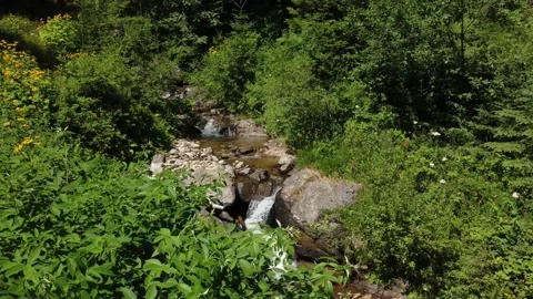 Forest,waterfall Stock Footage 162630477