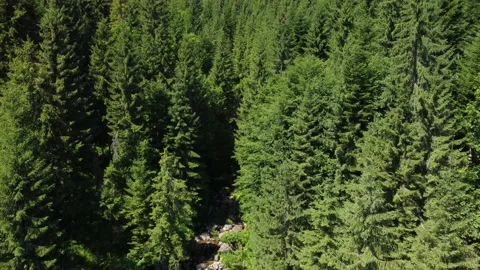 Forest,waterfall Stock Footage 162630507