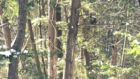 Forestwithslowfallingsnow2 Stock Footage 328745166