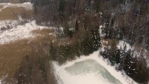 FORET 1 Stock Footage 227559415