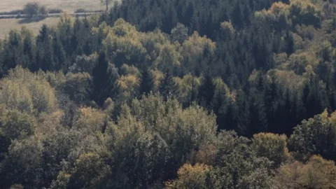 Forêt belge au soleil Stockbeeldmateriaal 100544589