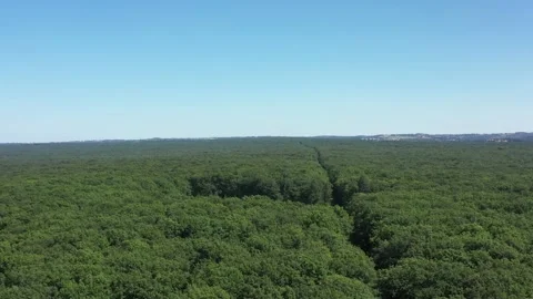 Foret de Troncais Video stock 135862688