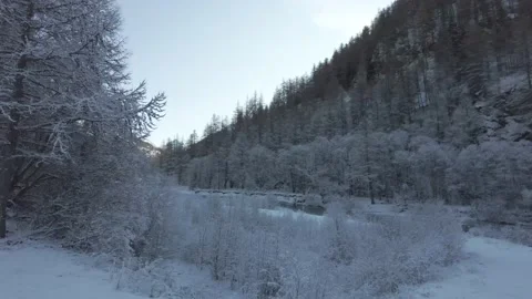 Foret sous la neige Stock Footage 230302202
