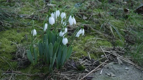 Foretells snowdrop spring Stockbeeldmateriaal 59942718