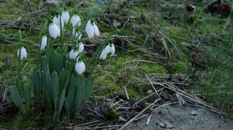 Foretells snowdrop spring Stockbeeldmateriaal 59943653