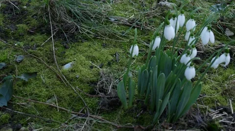 Foretells snowdrop spring Stockbeeldmateriaal 59944022