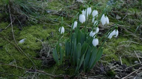 Foretells snowdrop spring Stockbeeldmateriaal 59944272