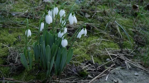 Foretells snowdrop spring Stockbeeldmateriaal 59944633