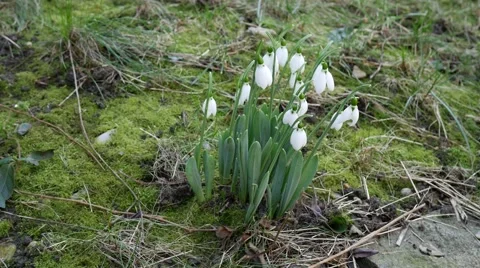 Foretells snowdrop spring Stockbeeldmateriaal 59945321