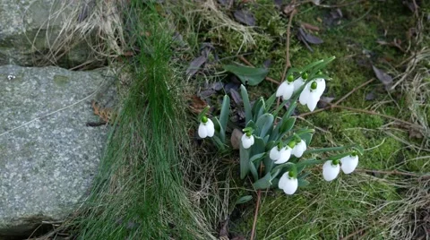 Foretells snowdrop spring. Stockbeeldmateriaal 59945694