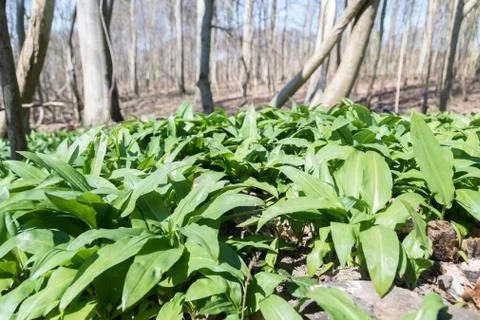 Forets with wild garlic Stock Photos