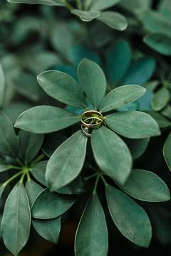 Forever Green Stock Photos