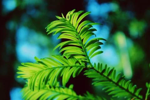 Forevergreen Foto stock