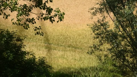 Foreward focus on a wheat field among the trees still shoot Stock Footage 111396700