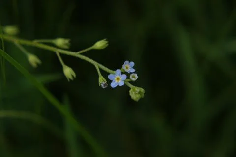 Forget Me Not Against Dark Green Background Stock Photos