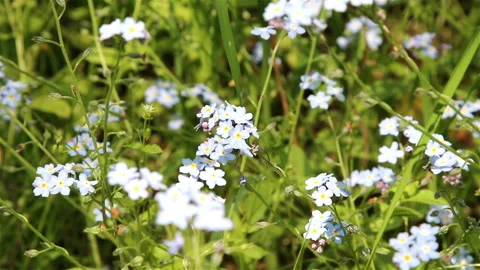 Forget-me-not. A background from many beautiful Myosotis arvensis Stock Footage 204159812