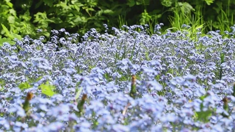 Forget-me-not blue flowers blown by wind in garden in sunny day. Stock Footage 131865597