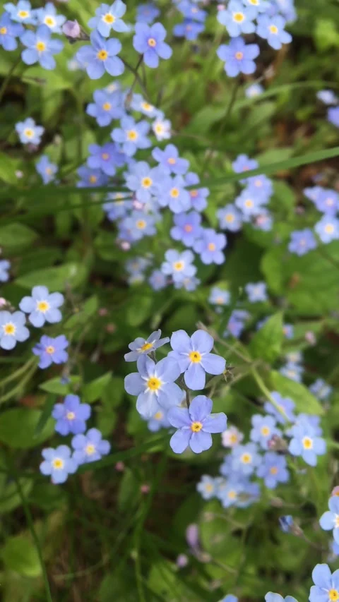 Forget-me-not blue flowers sway in the wind in the forest. Stock Footage 311115145