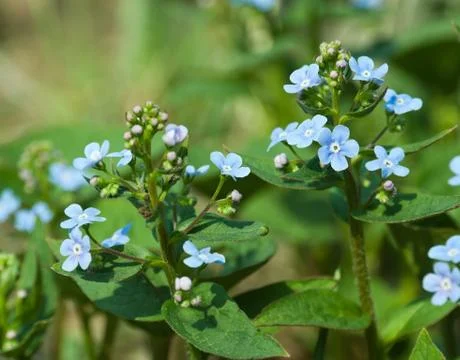 Forget-me-not close up Stock Photos