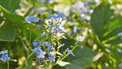 Forget-me-not closeup clip. Beautiful flowers. Nature video Stock Footage 90688482