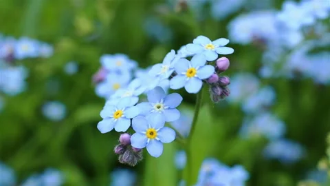 Forget-me-not closeup clip. Beautiful flowers. Stock Footage 92079977