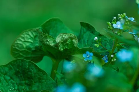 Forget-me-not closeup Stock Photos