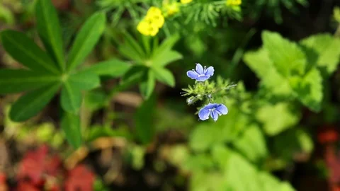 Forget-me-not flower on blurred garden background Stock Footage 112879744