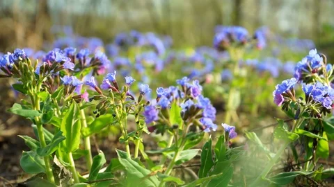 Forget-me-not flower Stock Footage 129031839