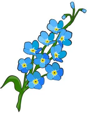 Forget me not flower Stock Illustration