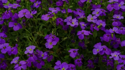 Forget-me-not flower macro with bright green leaves in the rays of the sun. Blue Vídeo Stock 187100760