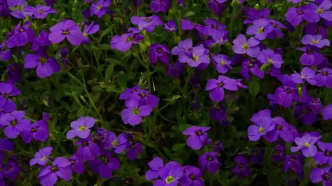Forget-me-not flower macro with bright green leaves in the rays of the sun. Blue 스톡 동영상 187100866