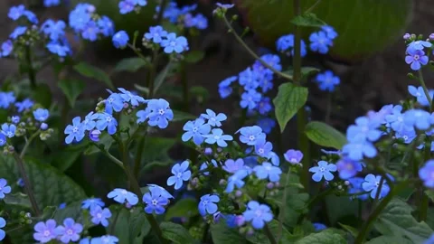 Forget-me-not flower macro with bright green leaves in the rays of the sun. Blue 스톡 동영상 187100965