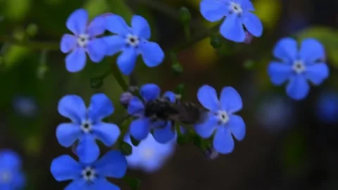Forget-me-not flower macro with bright green leaves in the rays of the sun. Blue Vidéo 187100971