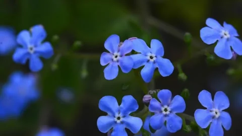 Forget-me-not flower macro with bright green leaves in the rays of the sun. Blue Stock Footage 187101141