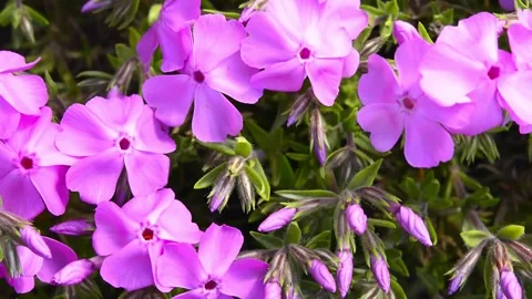 Forget-me-not flower macro with bright green leaves in the rays of the sun. Blue Stock Footage 187101255