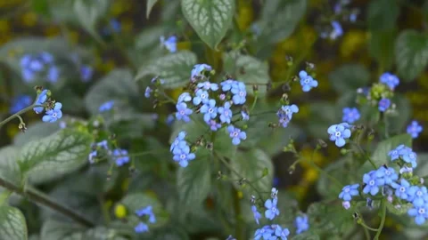 Forget-me-not flower macro with bright green leaves in the rays of the sun. Blue Stock Footage 187101316