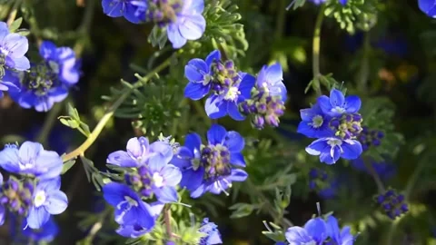 Forget-me-not flower macro with bright green leaves in the rays of the sun. Blue Stock Footage 187101437