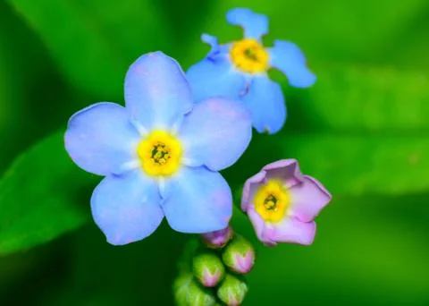 Forget me not flower Stock Photos
