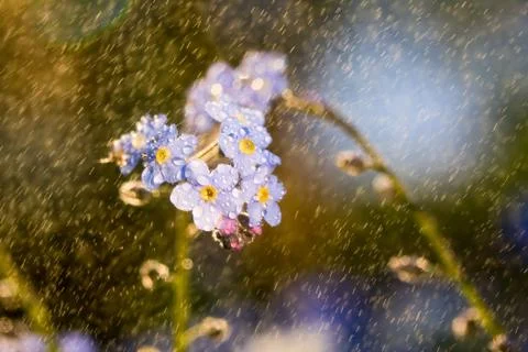 Forget-me-not flower Stock Photos