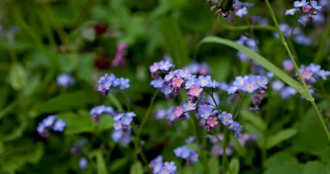 Forget-me-not flowers close-up in the grass Stock Footage 241917142